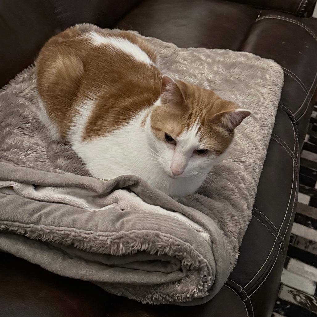 Enlarge Ripley *AVAILABLE IN FOSTER*, a Adoptable Domestic Short Hair in Columbiana, AL image 2/3