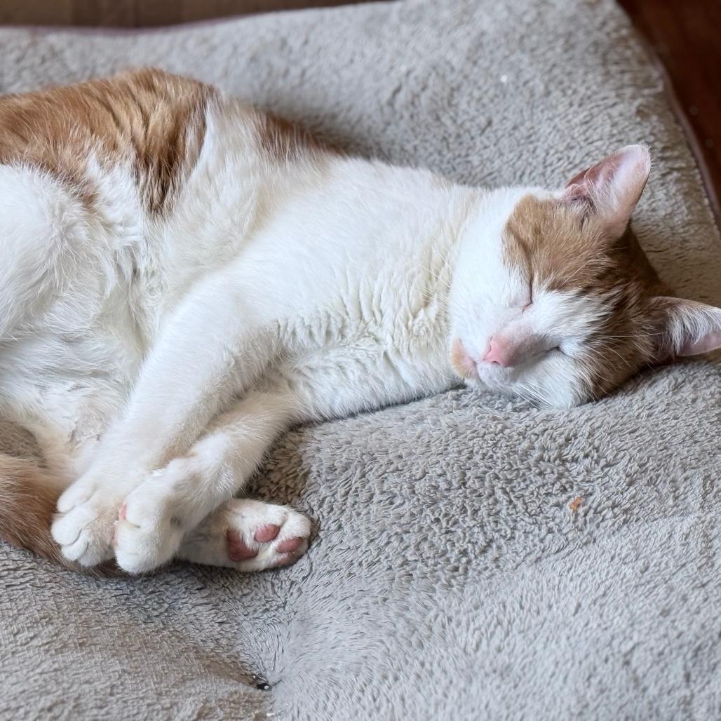 Enlarge Ripley *AVAILABLE IN FOSTER*, a Adoptable Domestic Short Hair in Columbiana, AL image 3/3