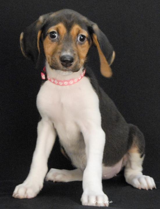 Lois, adopted, Puppy Female Treeing Walker Coonhound.
