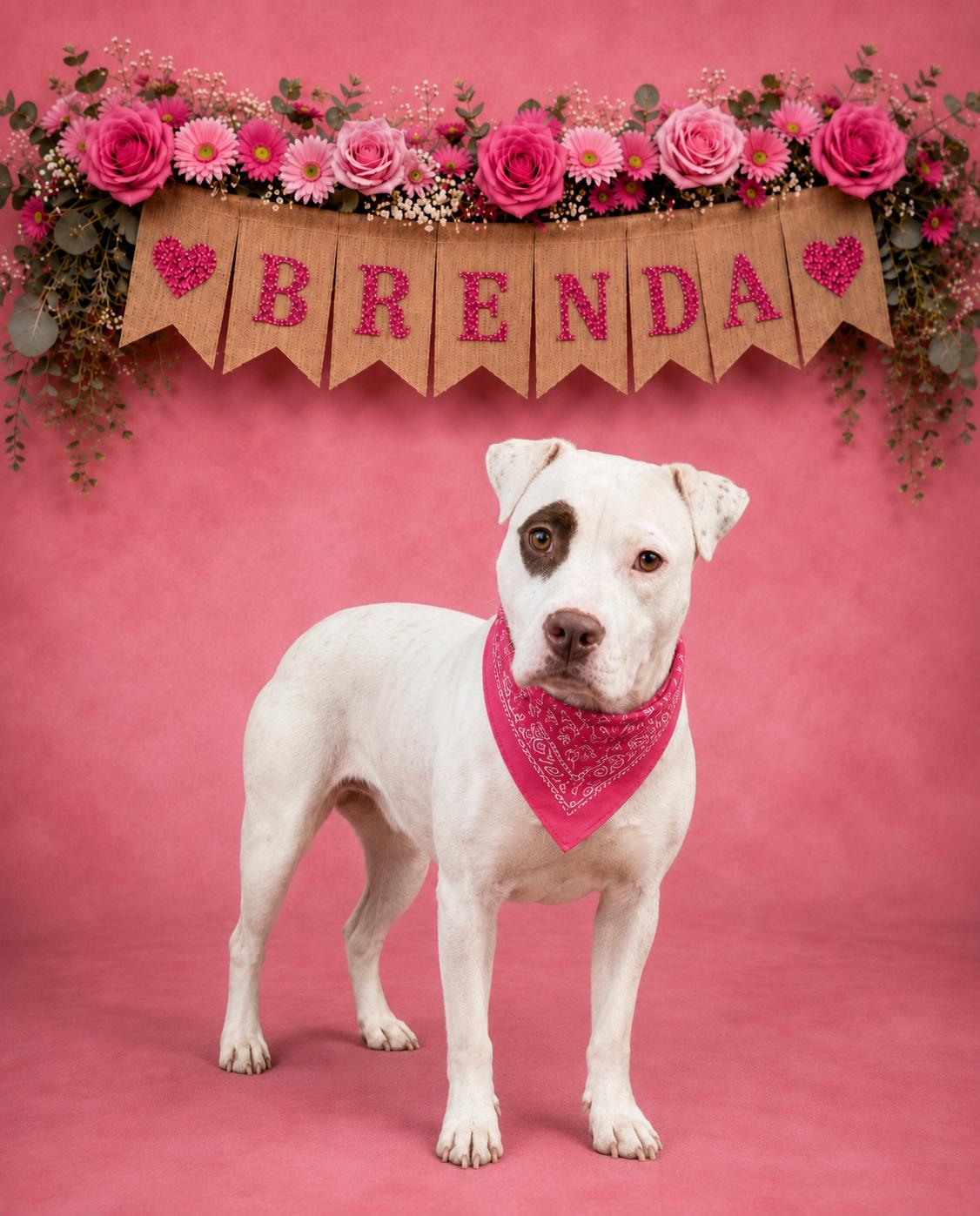 Brenda, Adoptable, Young Female Pit Bull Terrier.
