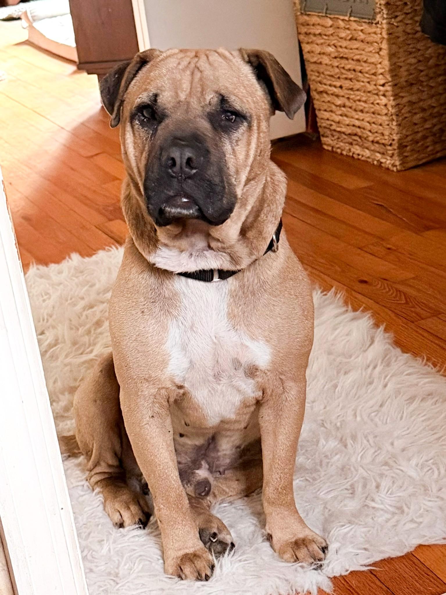 Enlarge Freedom, an adopted mixed breed in rye, NY image 3/6