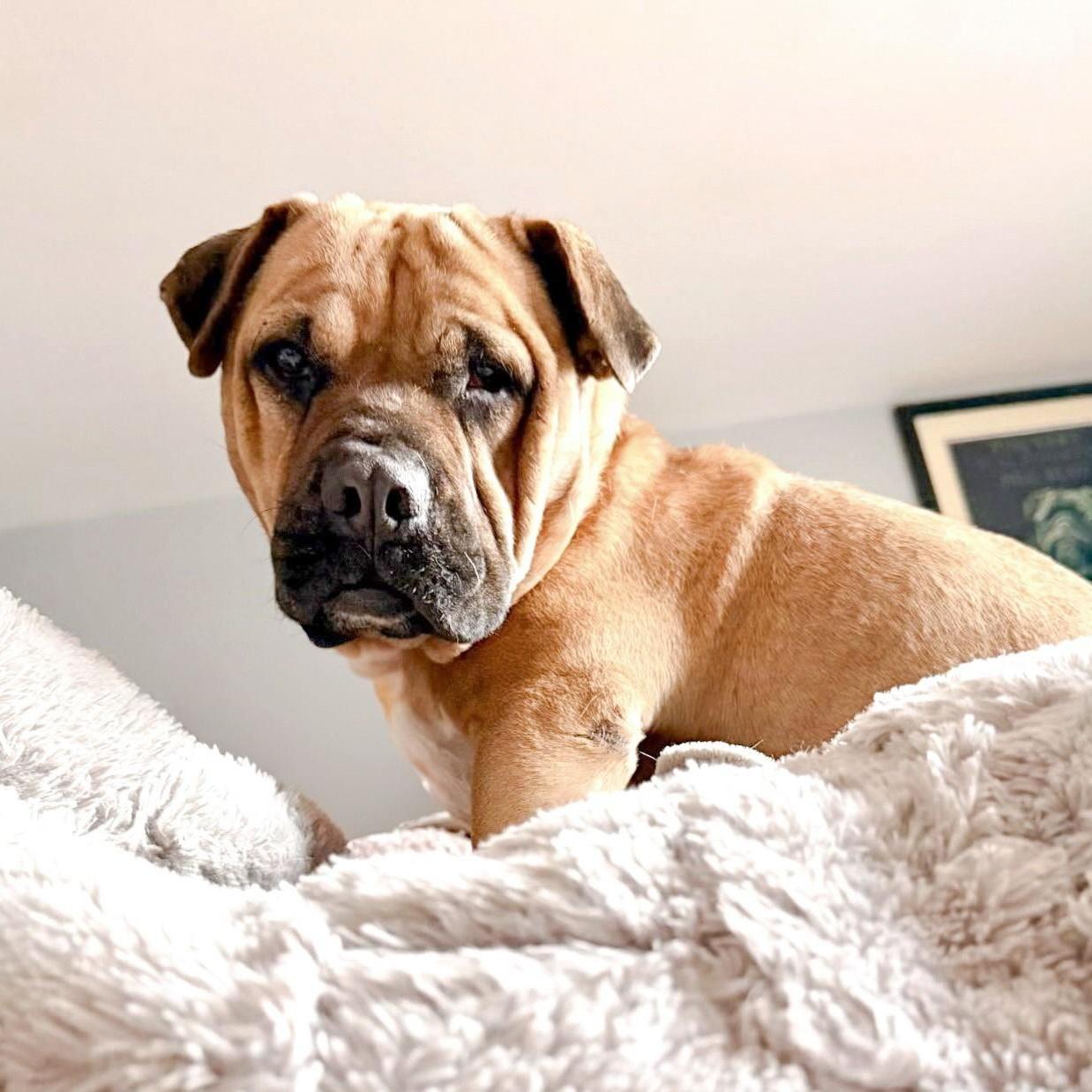 Freedom, adopted, Young Male Shar-Pei & Terrier.