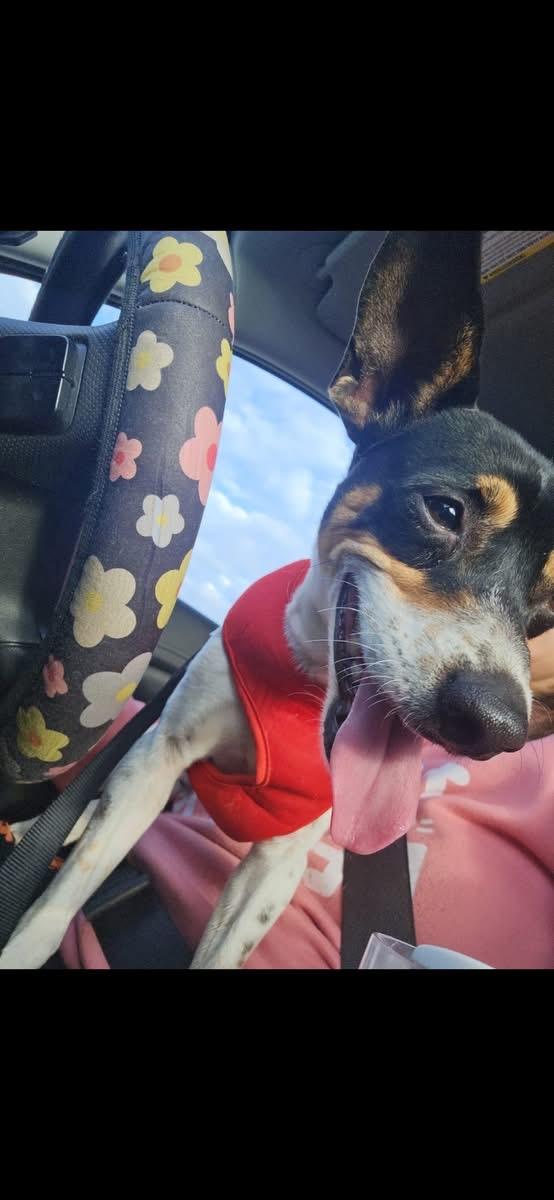 Enlarge Rocky , a ADOPTABLE mixed breed in Albany , NY image 2/6