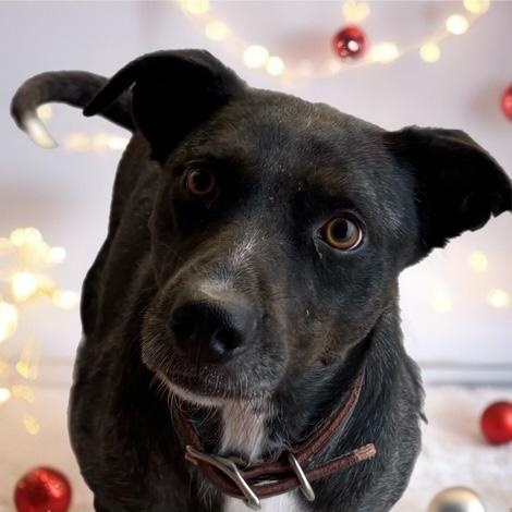 Enlarge KEARNEY, a Adoptable mixed breed in Dallas, TX image 1/1