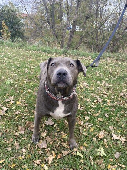 Enlarge Petunia, a Adoptable mixed breed in Fergus Falls, MN image 1/3