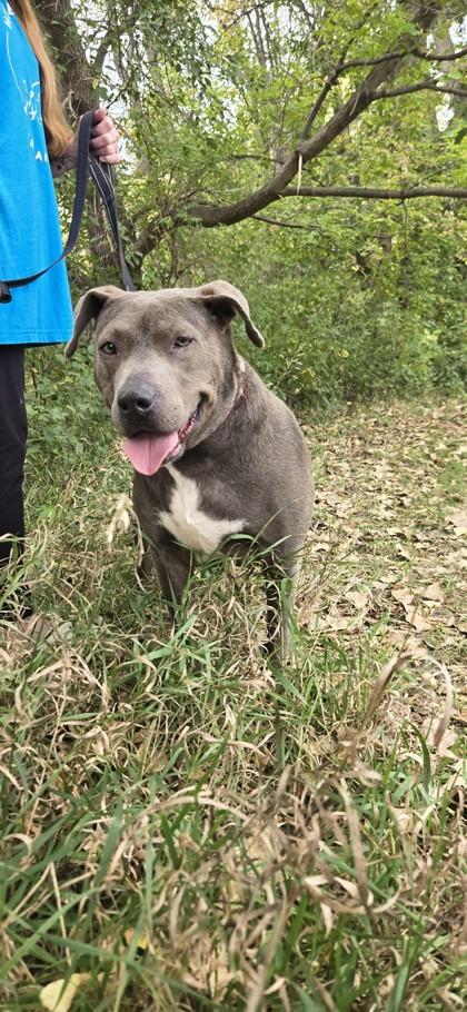 Petunia, Adoptable, Adult Female Pit Bull Terrier & Mixed Breed.