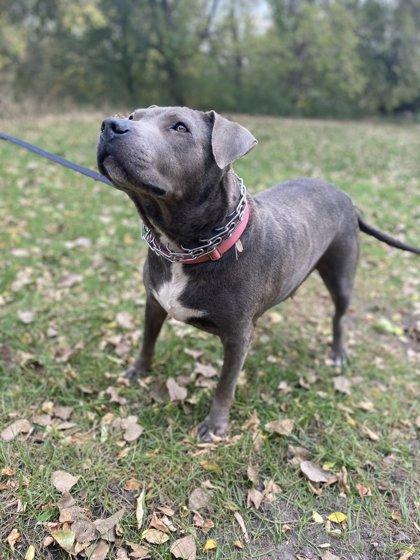 Enlarge Petunia, a Adoptable mixed breed in Fergus Falls, MN image 2/3