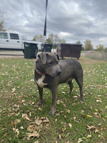 Enlarge Petunia, a Adoptable mixed breed in Fergus Falls, MN image 3/3