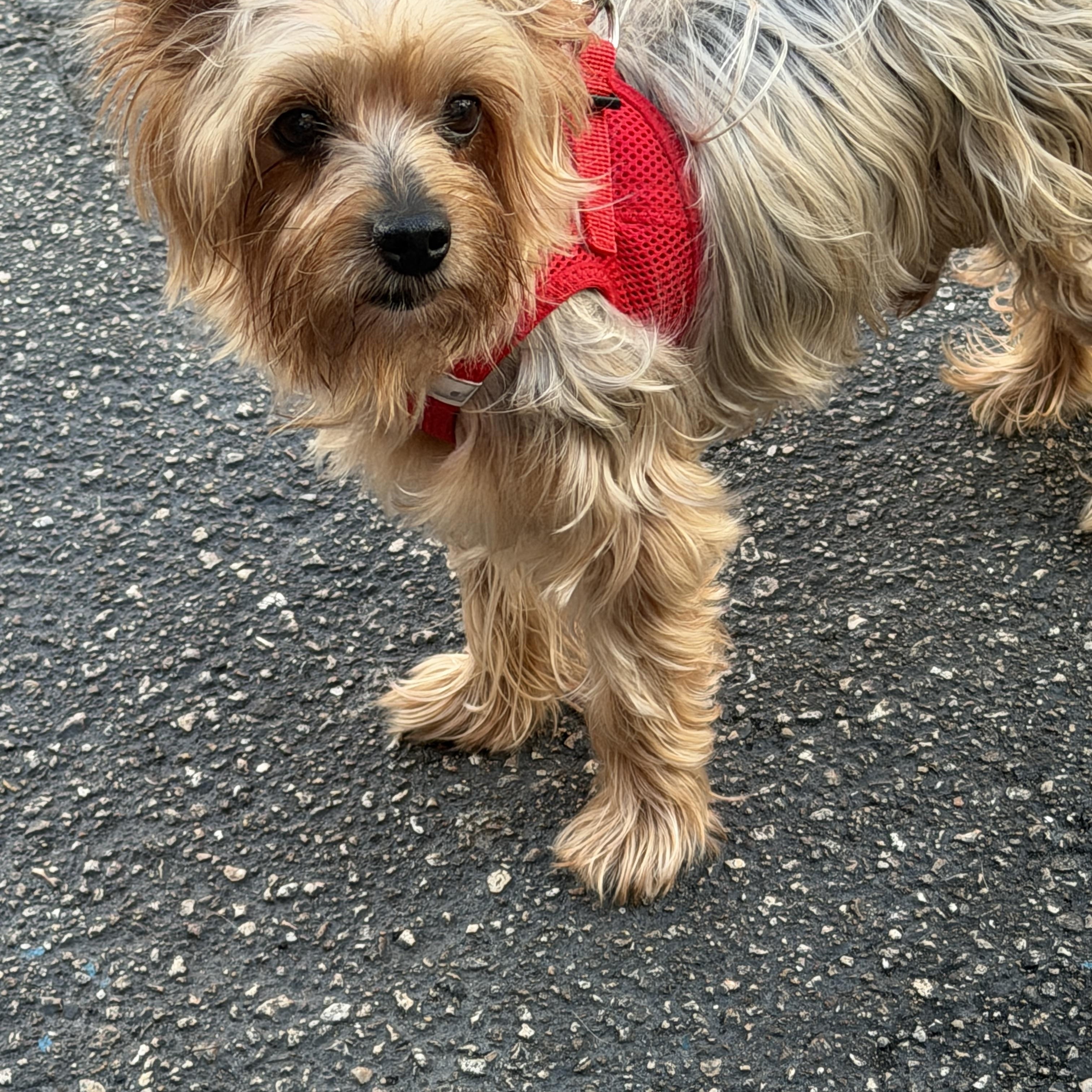 Benjamin, ADOPTABLE, Senior Male Yorkshire Terrier.