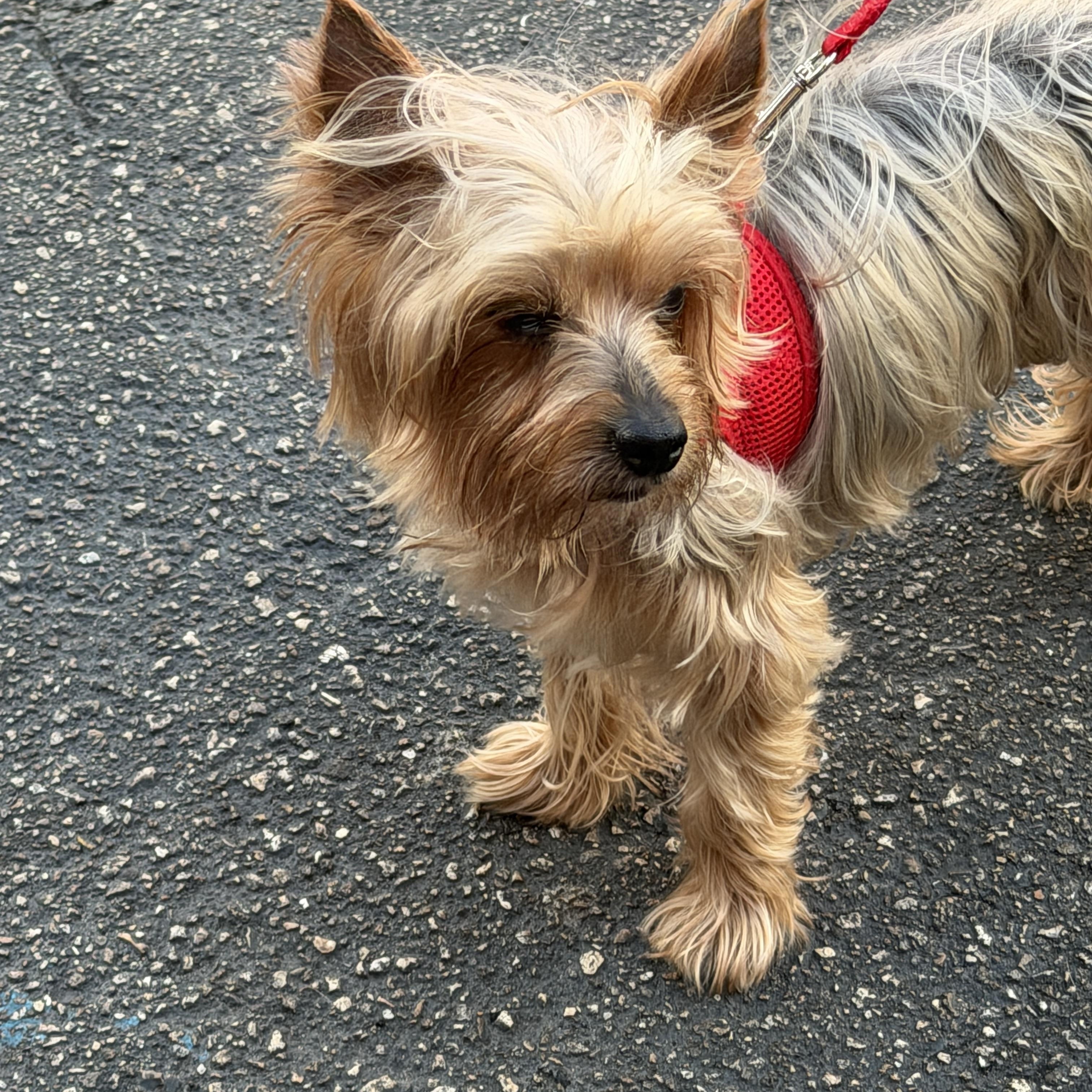 Enlarge Benjamin, a ADOPTABLE Yorkshire Terrier in LEHIGH ACRES, FL image 6/6