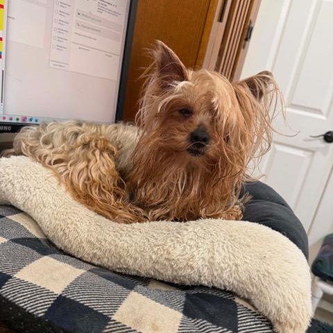 Enlarge Benjamin, a ADOPTABLE Yorkshire Terrier in LEHIGH ACRES, FL image 3/6