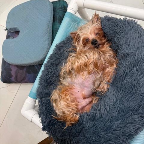 Enlarge Benjamin, a ADOPTABLE Yorkshire Terrier in LEHIGH ACRES, FL image 4/6