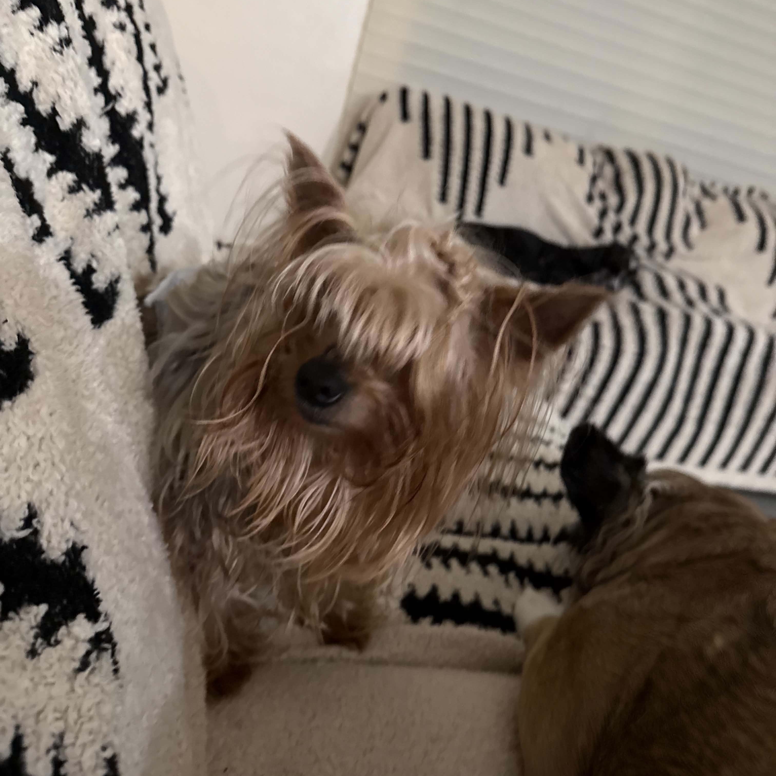 Enlarge Benjamin, a ADOPTABLE Yorkshire Terrier in LEHIGH ACRES, FL image 5/6