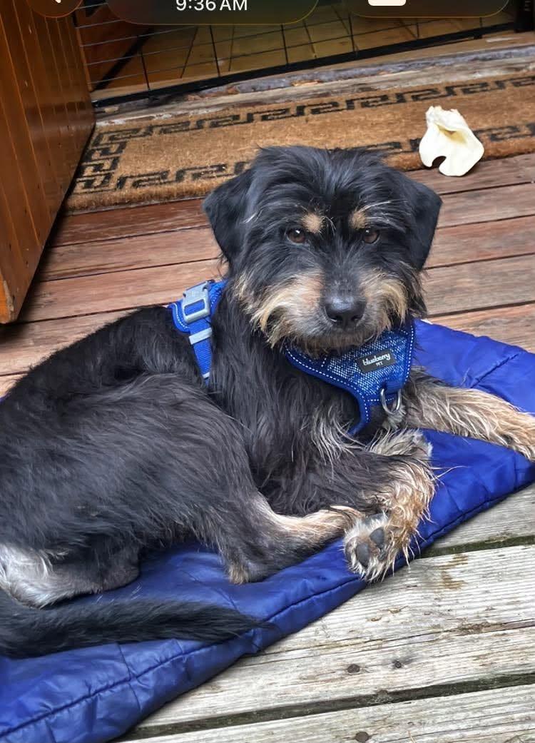 Buster, an adopted mixed breed in Rochester, NY image 3/6