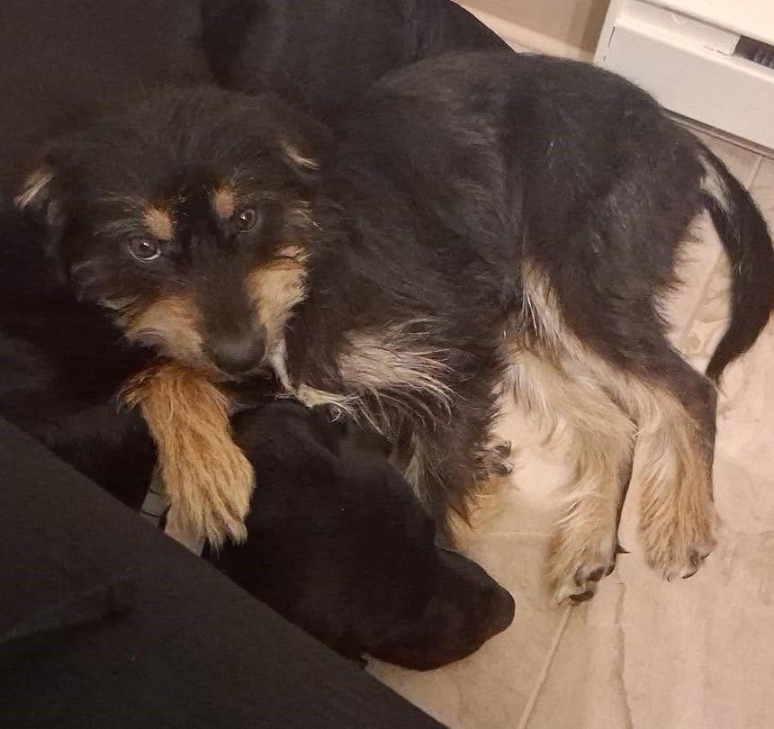 Buster, an adopted mixed breed in Rochester, NY image 5/6