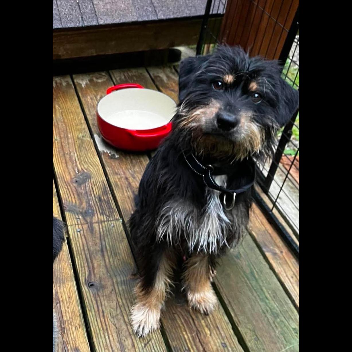Buster, an adopted mixed breed in Rochester, NY image 2/6
