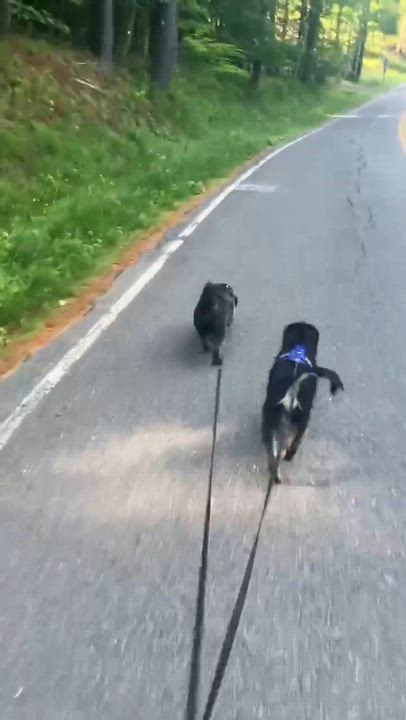 Enlarge Buster, an adopted mixed breed in Rochester, NY video 6/6