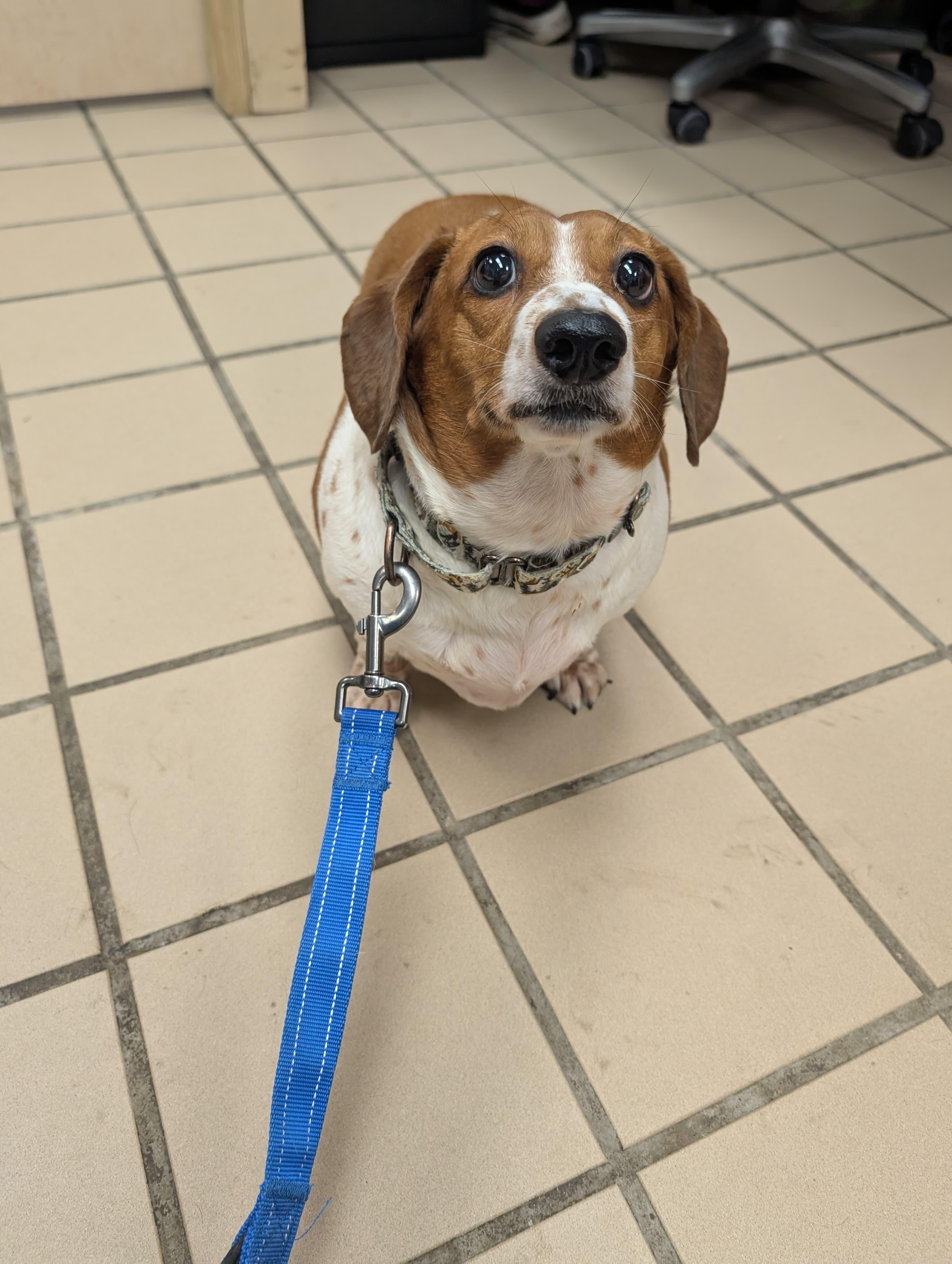 Enlarge Roxie (bonded with Rascal), an adopted mixed breed in Renfrew, PA image 4/6