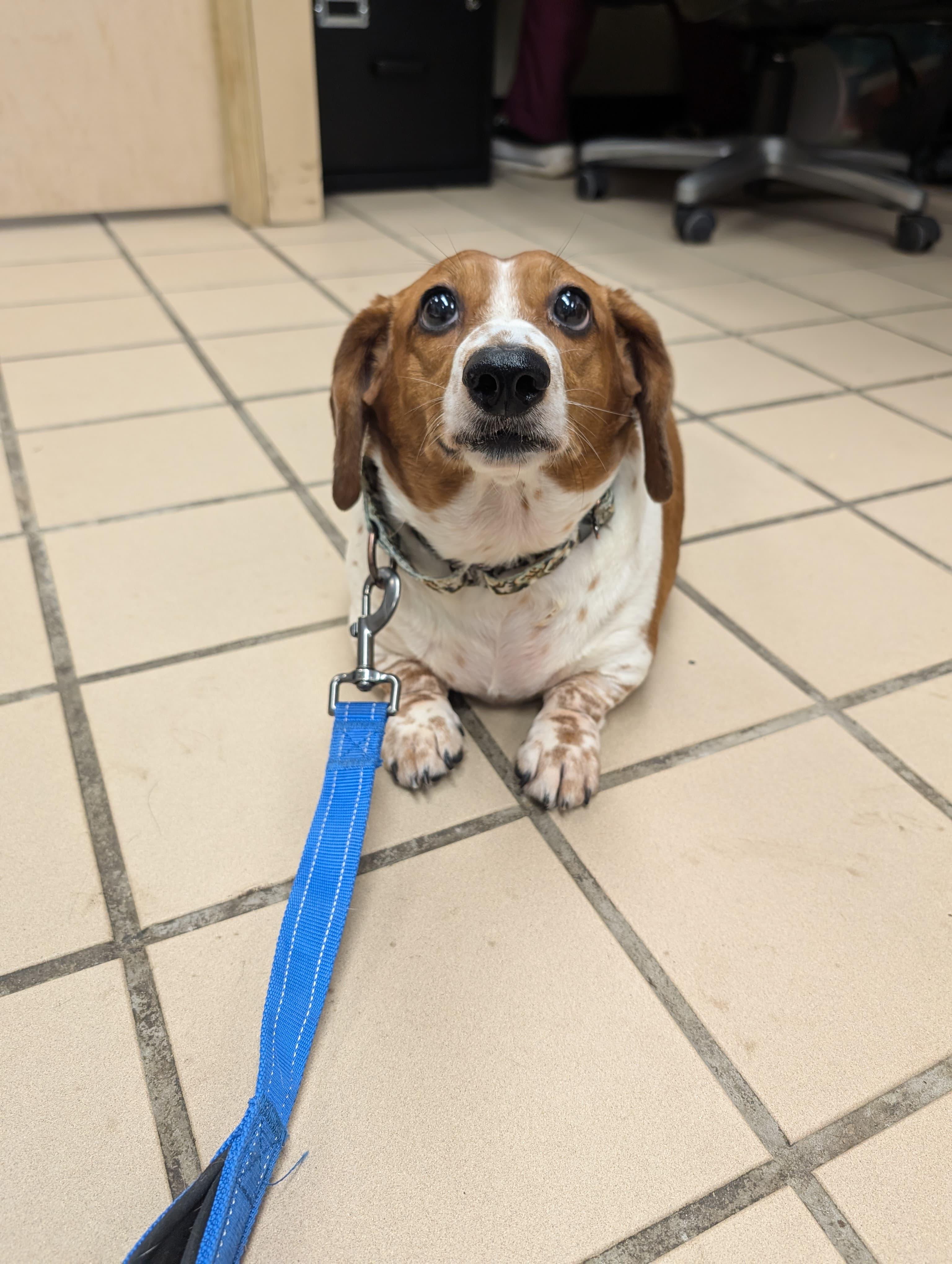 Enlarge Roxie (bonded with Rascal), an adopted mixed breed in Renfrew, PA image 1/6