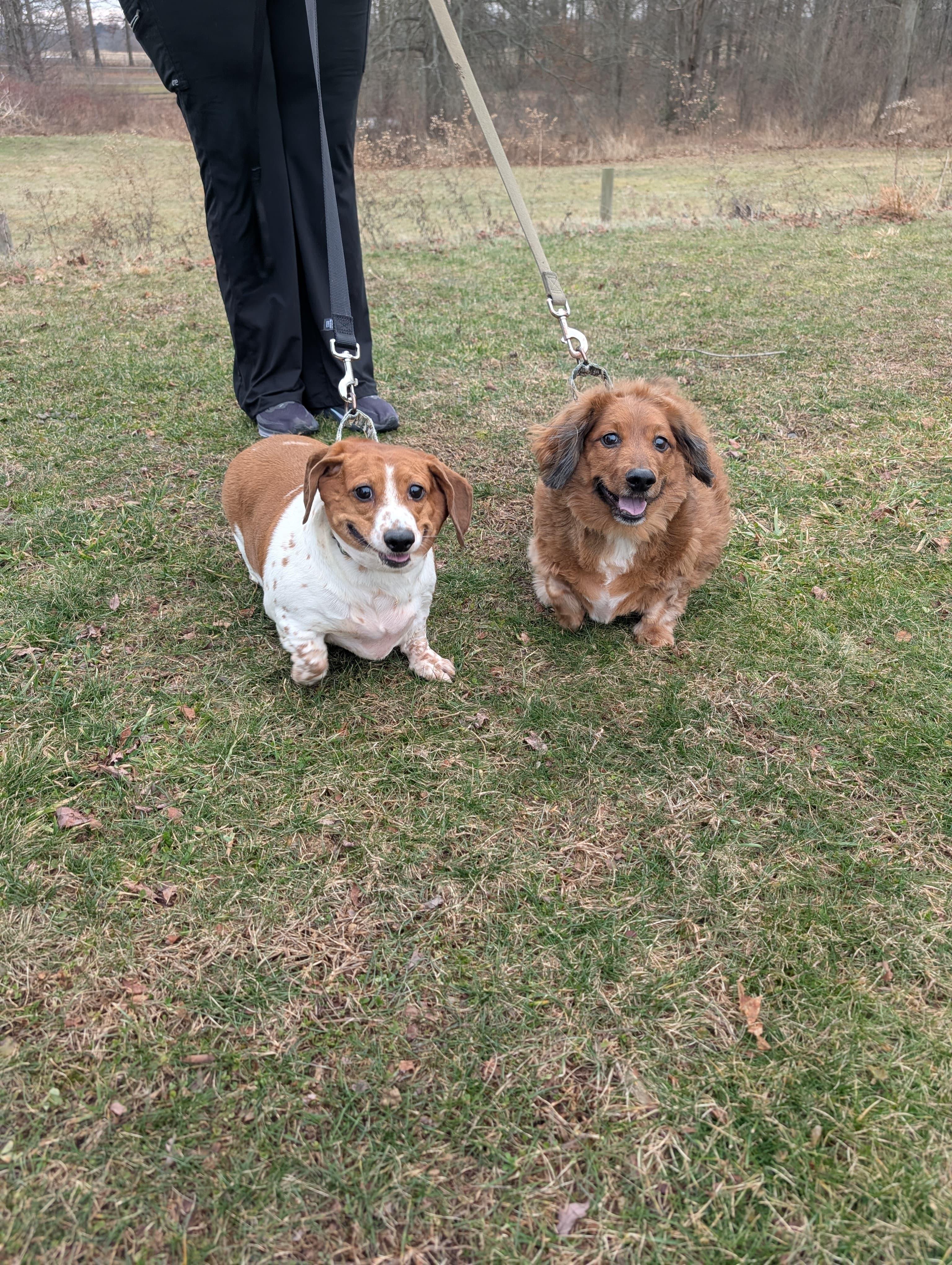 Enlarge Roxie (bonded with Rascal), an adopted mixed breed in Renfrew, PA image 6/6