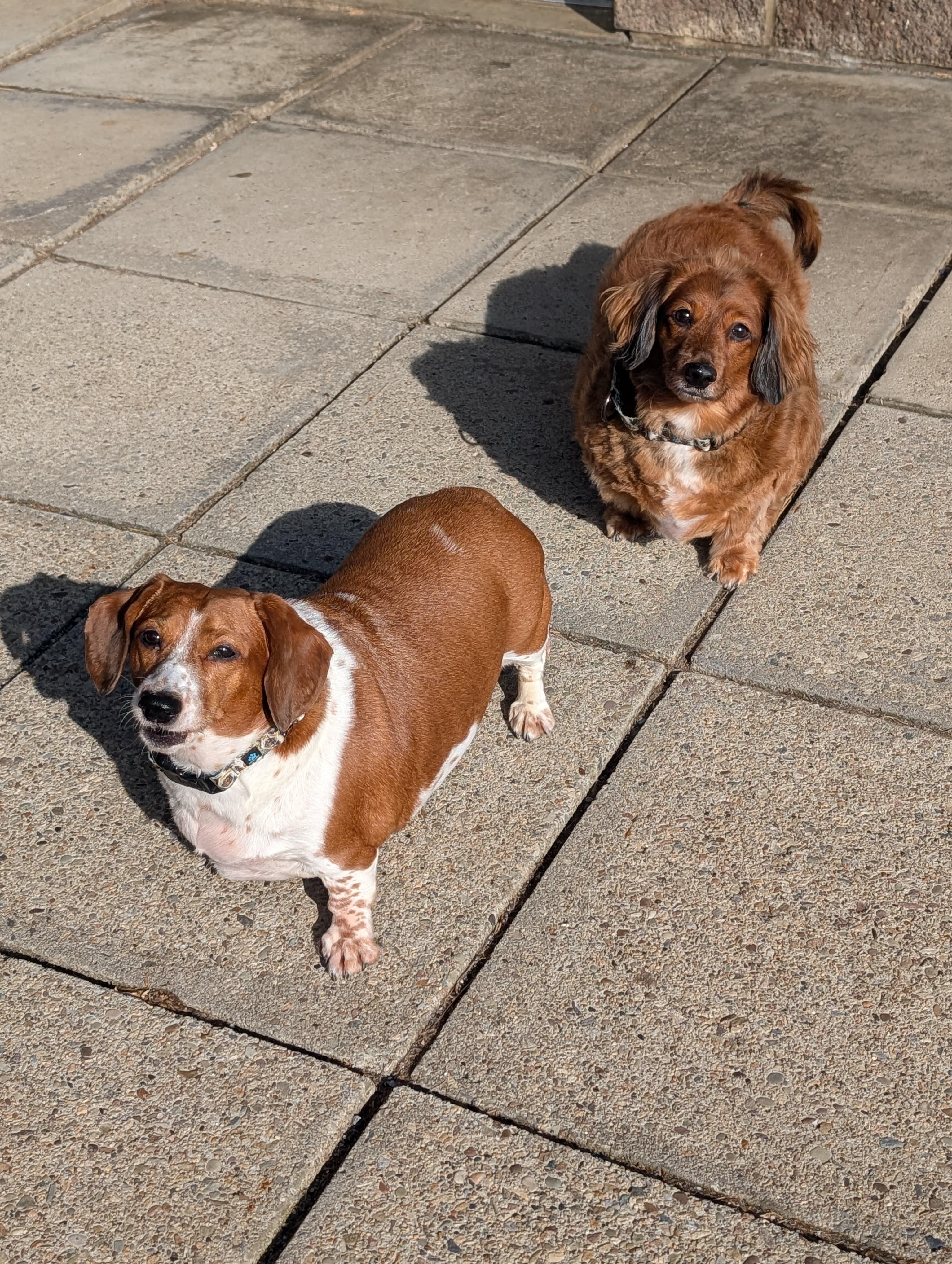 Enlarge Roxie (bonded with Rascal), an adopted mixed breed in Renfrew, PA image 2/6