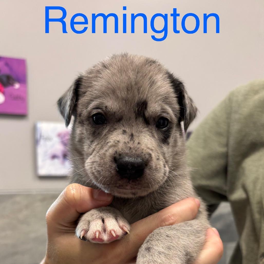 REMINGTON, Adoptable, Puppy Male Great Dane & Mixed Breed.