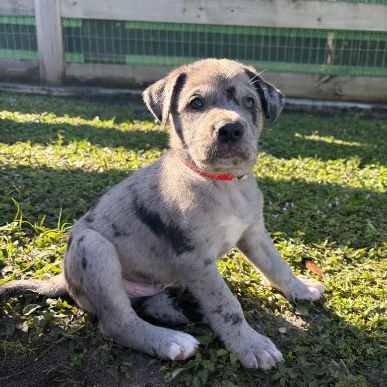 Enlarge REMINGTON, a Adoptable mixed breed in Wellington, FL image 2/4