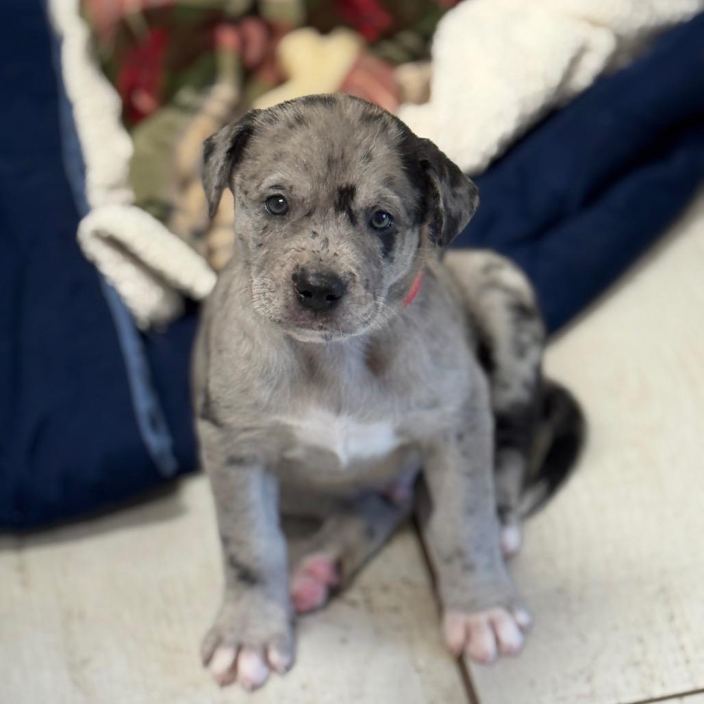 Enlarge REMINGTON, a Adoptable mixed breed in Wellington, FL image 3/4