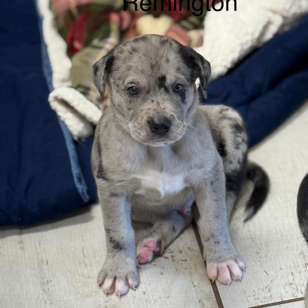 Enlarge REMINGTON, a Adoptable mixed breed in Wellington, FL image 4/4