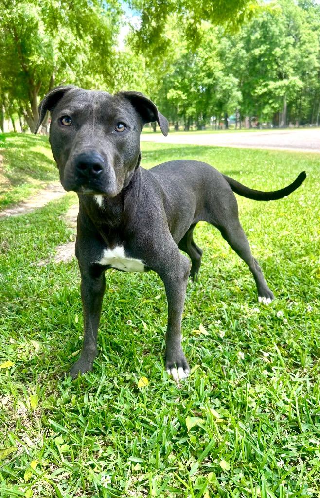 Siren, Adoptable, Young Female Pit Bull Terrier & Mixed Breed.