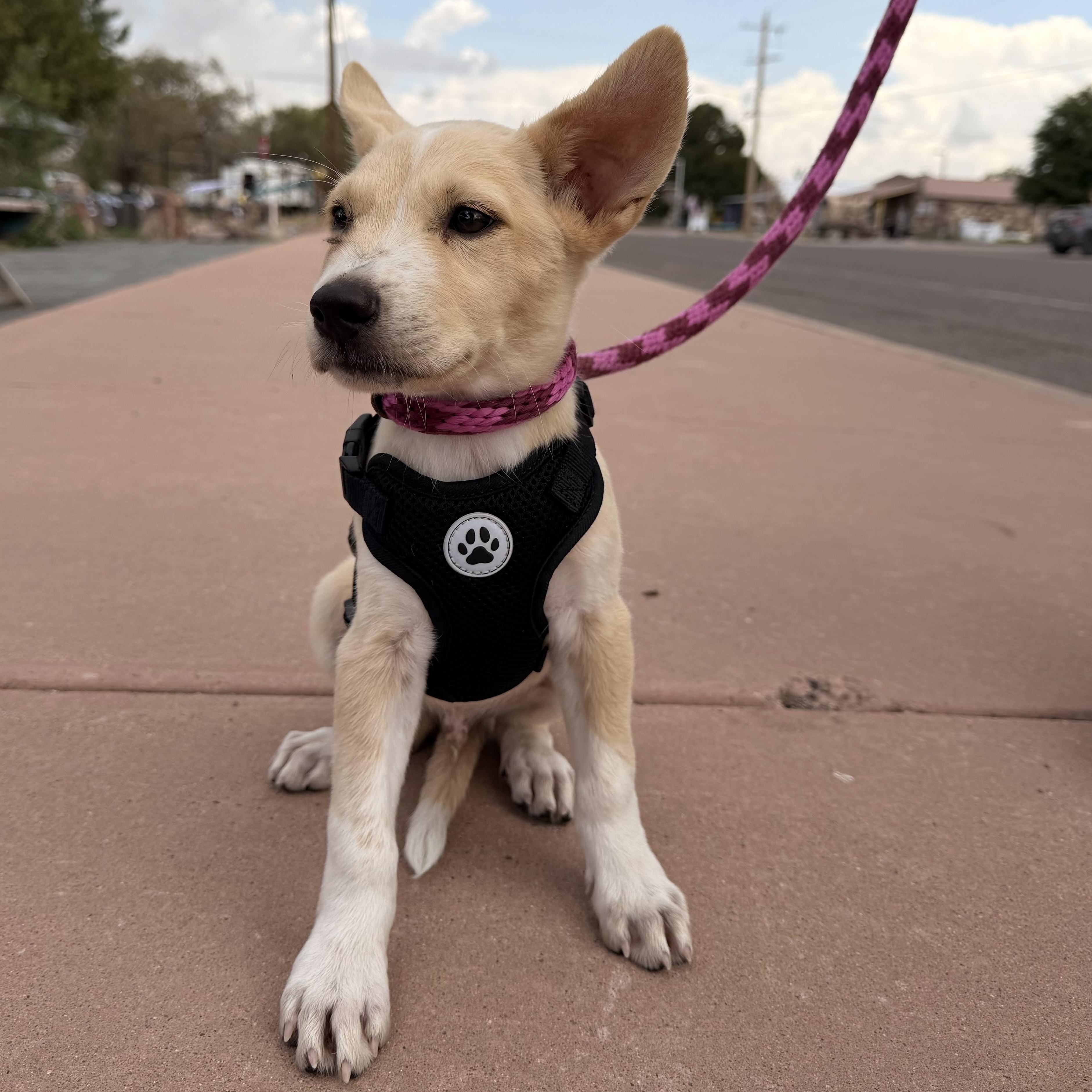 Perseus, a ADOPTABLE mixed breed in Marfa, TX image 4/5