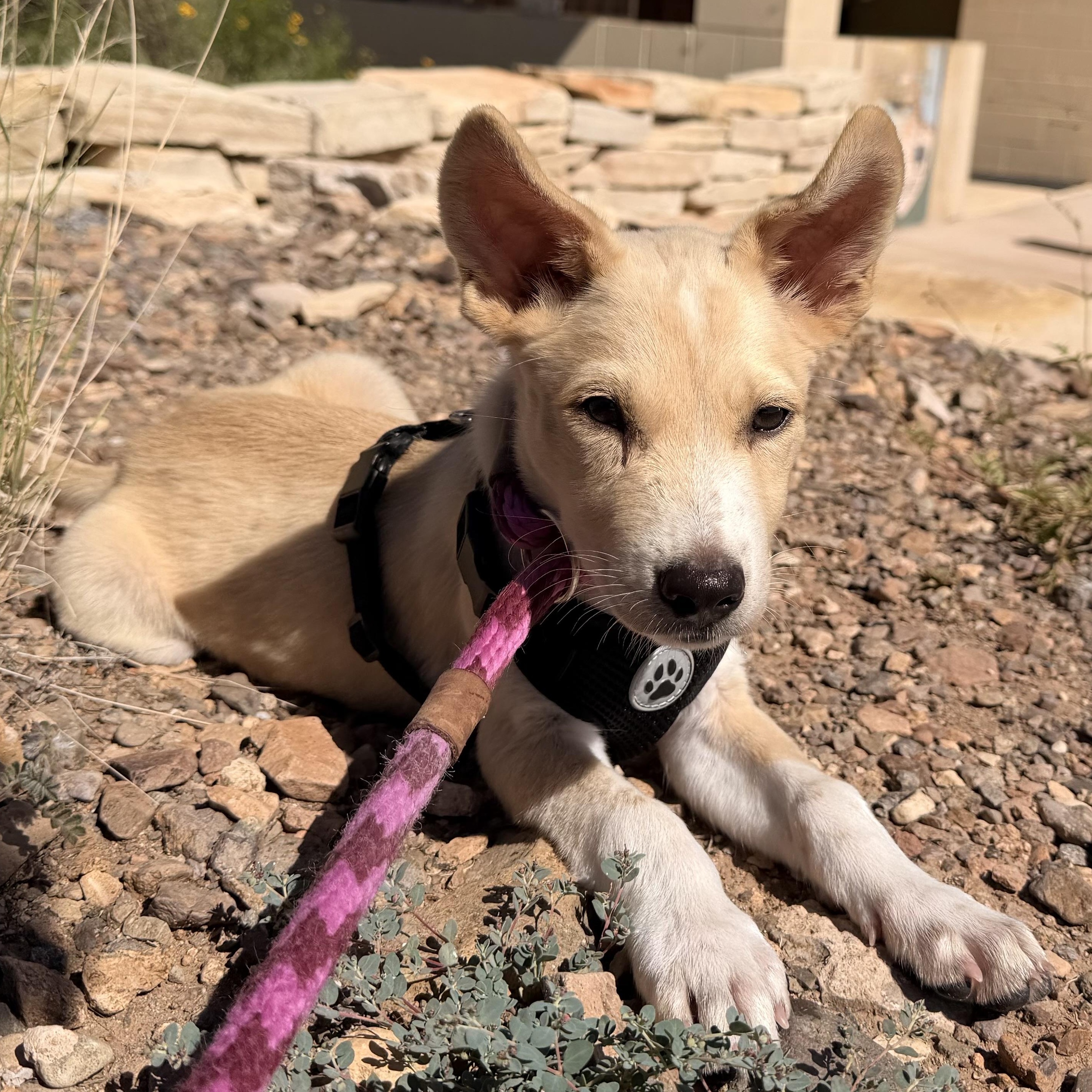 Perseus, a ADOPTABLE mixed breed in Marfa, TX image 5/5