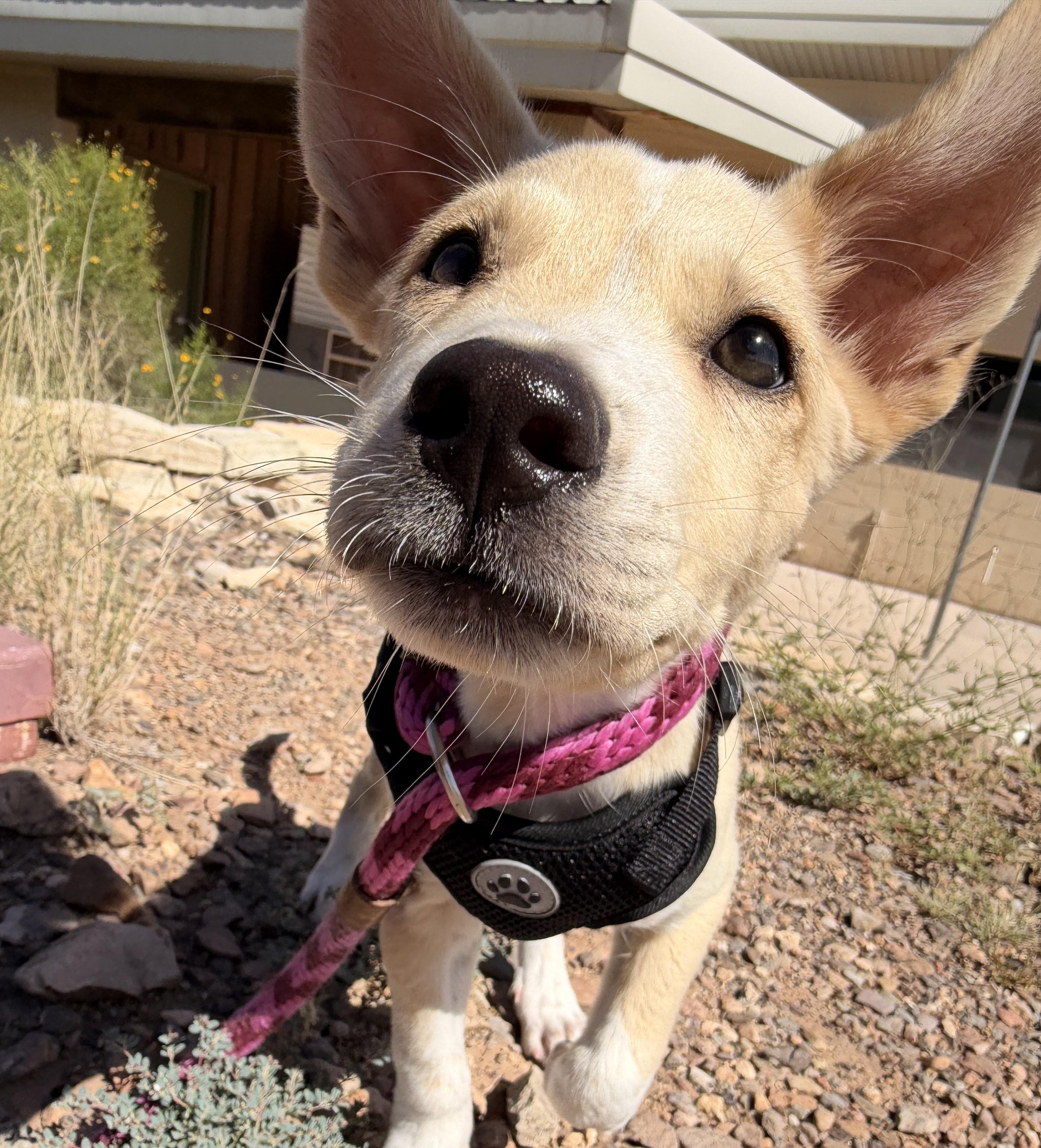 Perseus, ADOPTABLE, Puppy Male Husky.