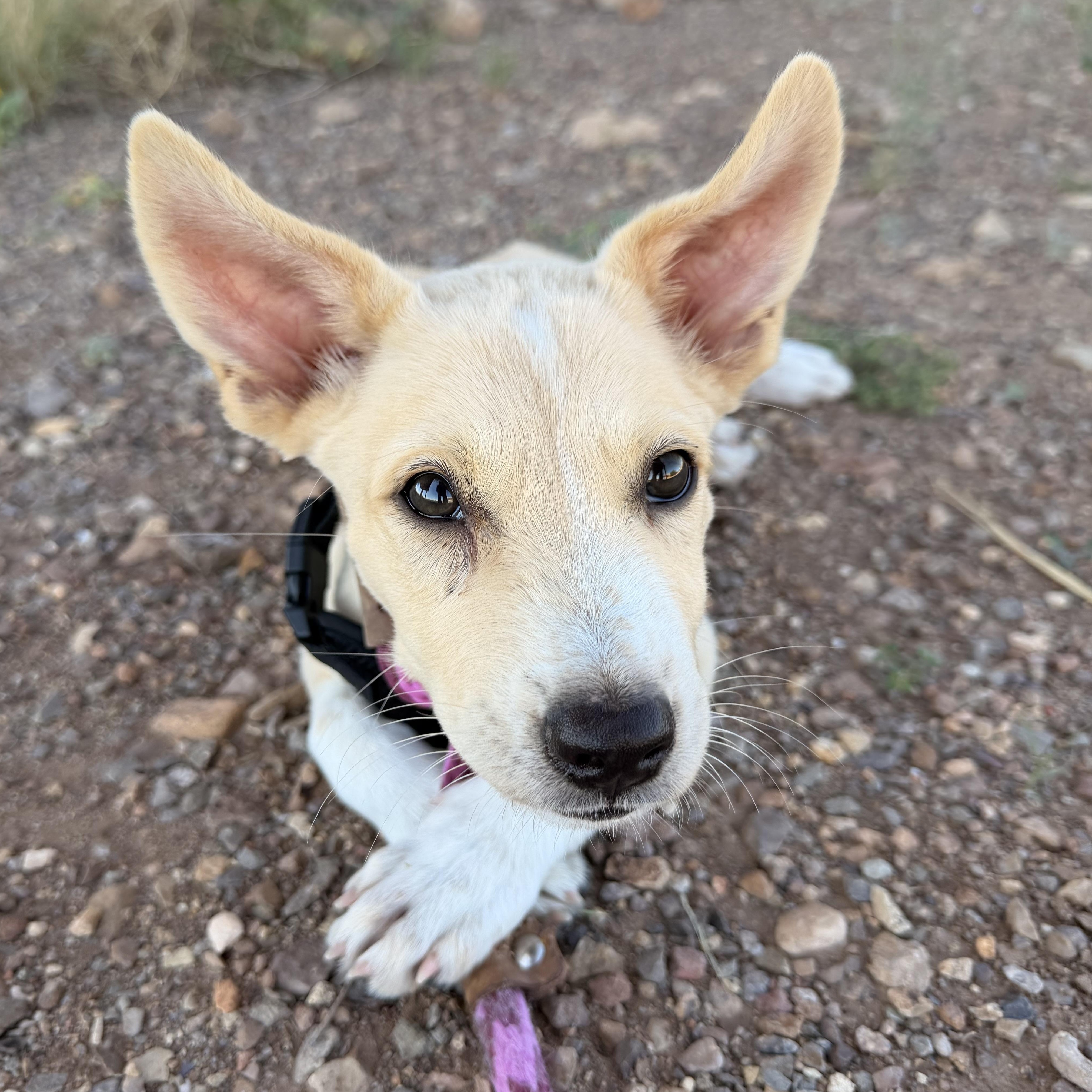 Perseus, a ADOPTABLE mixed breed in Marfa, TX image 2/5