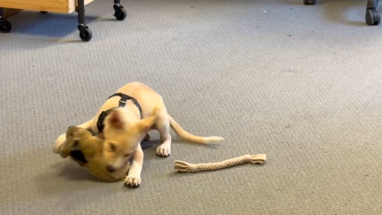 Enlarge Perseus, a ADOPTABLE mixed breed in Marfa, TX video 3/5