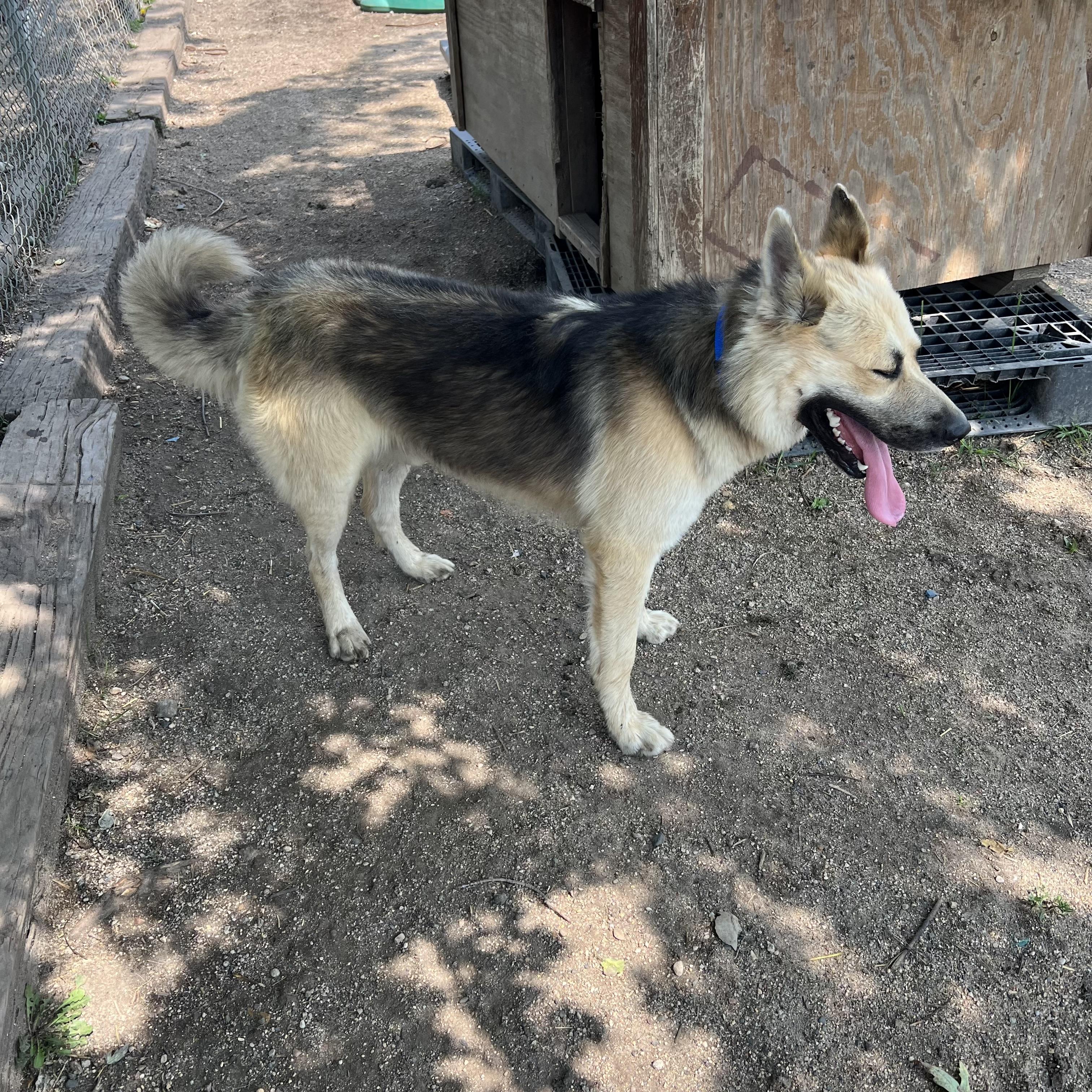 Chase - NO FEE (Sponsored by a citizen), a ADOPTABLE German Shepherd Dog in Fairmont, MN image 4/6