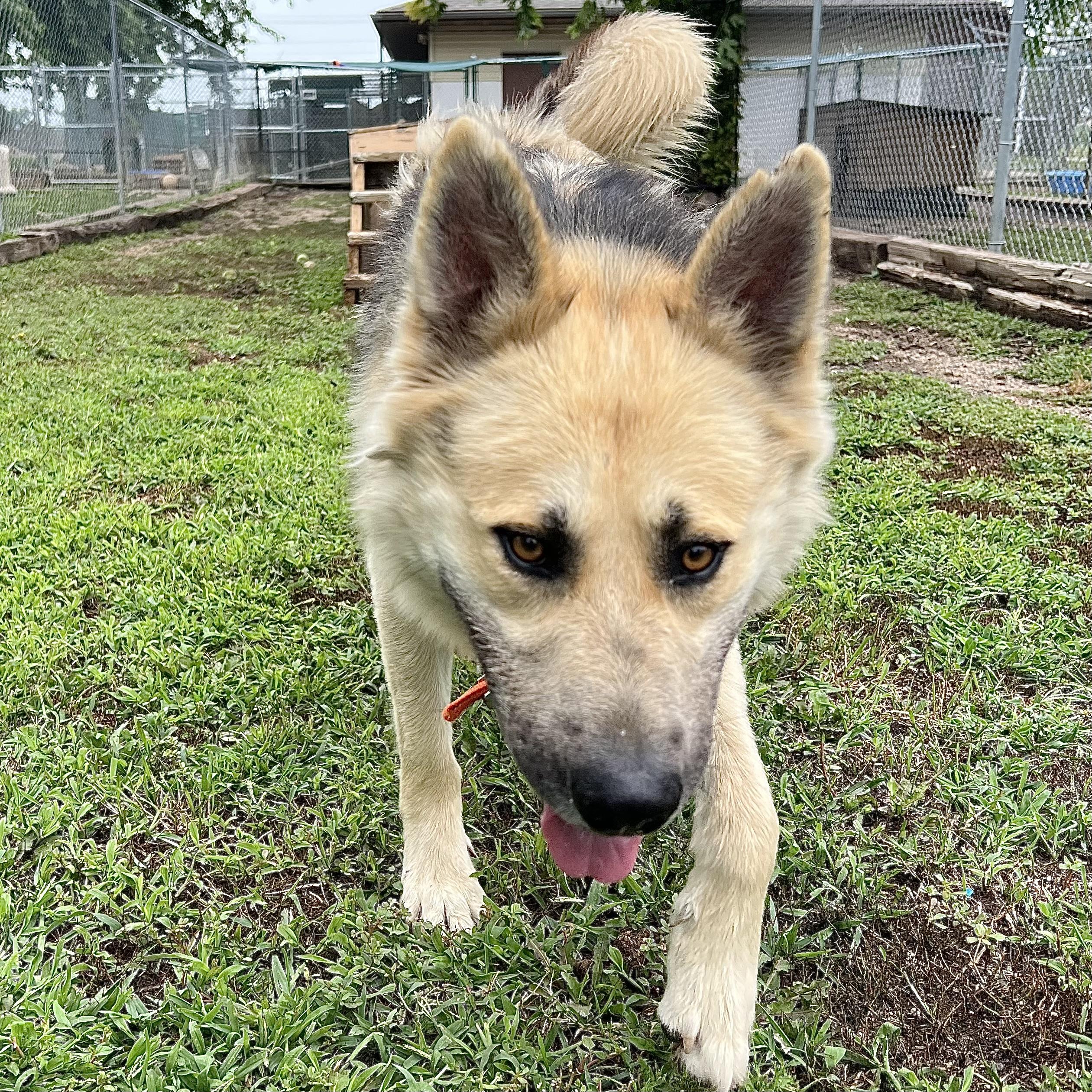 Chase - NO FEE (Sponsored by a citizen), a ADOPTABLE German Shepherd Dog in Fairmont, MN image 5/6