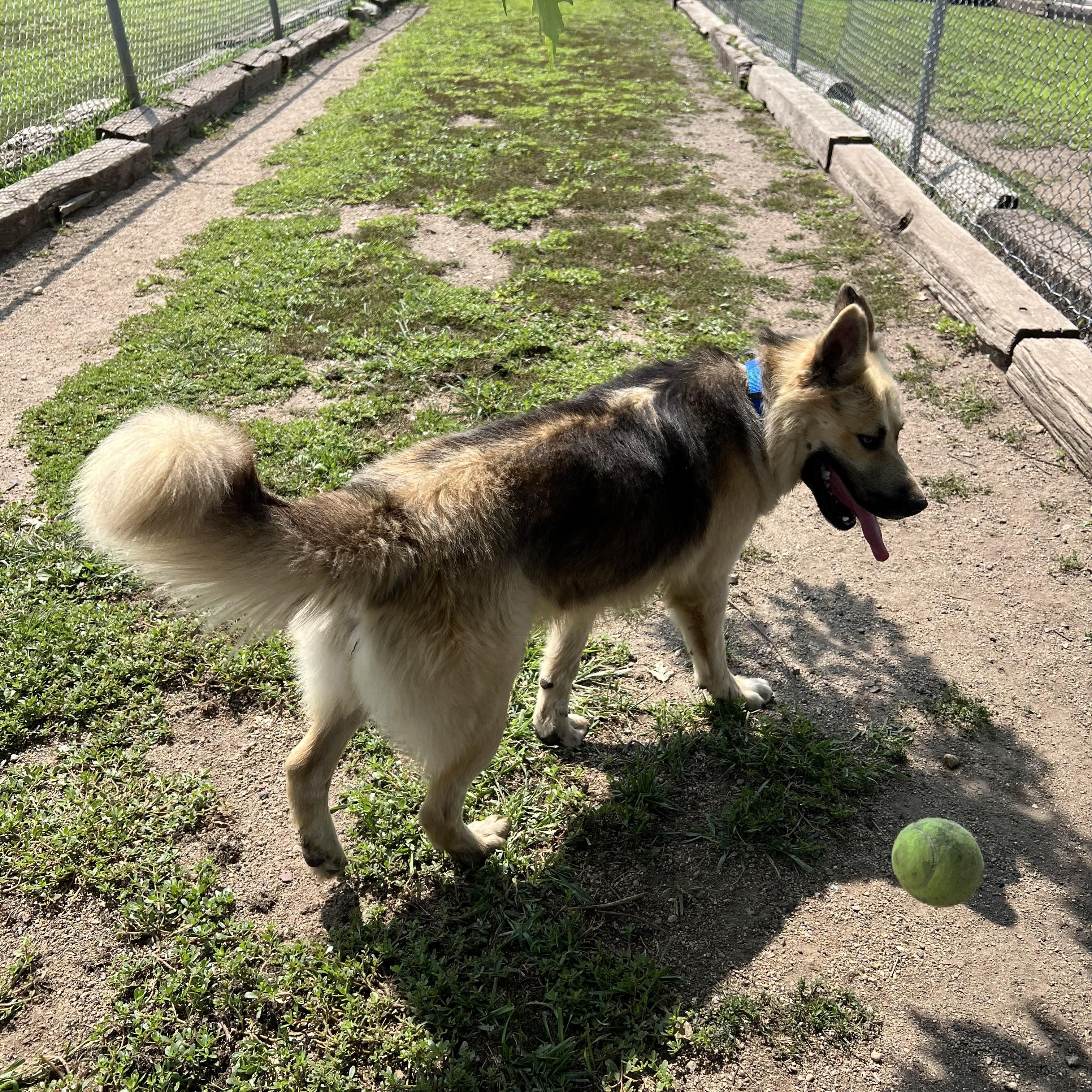 Chase - NO FEE (Sponsored by a citizen), a ADOPTABLE German Shepherd Dog in Fairmont, MN image 2/6