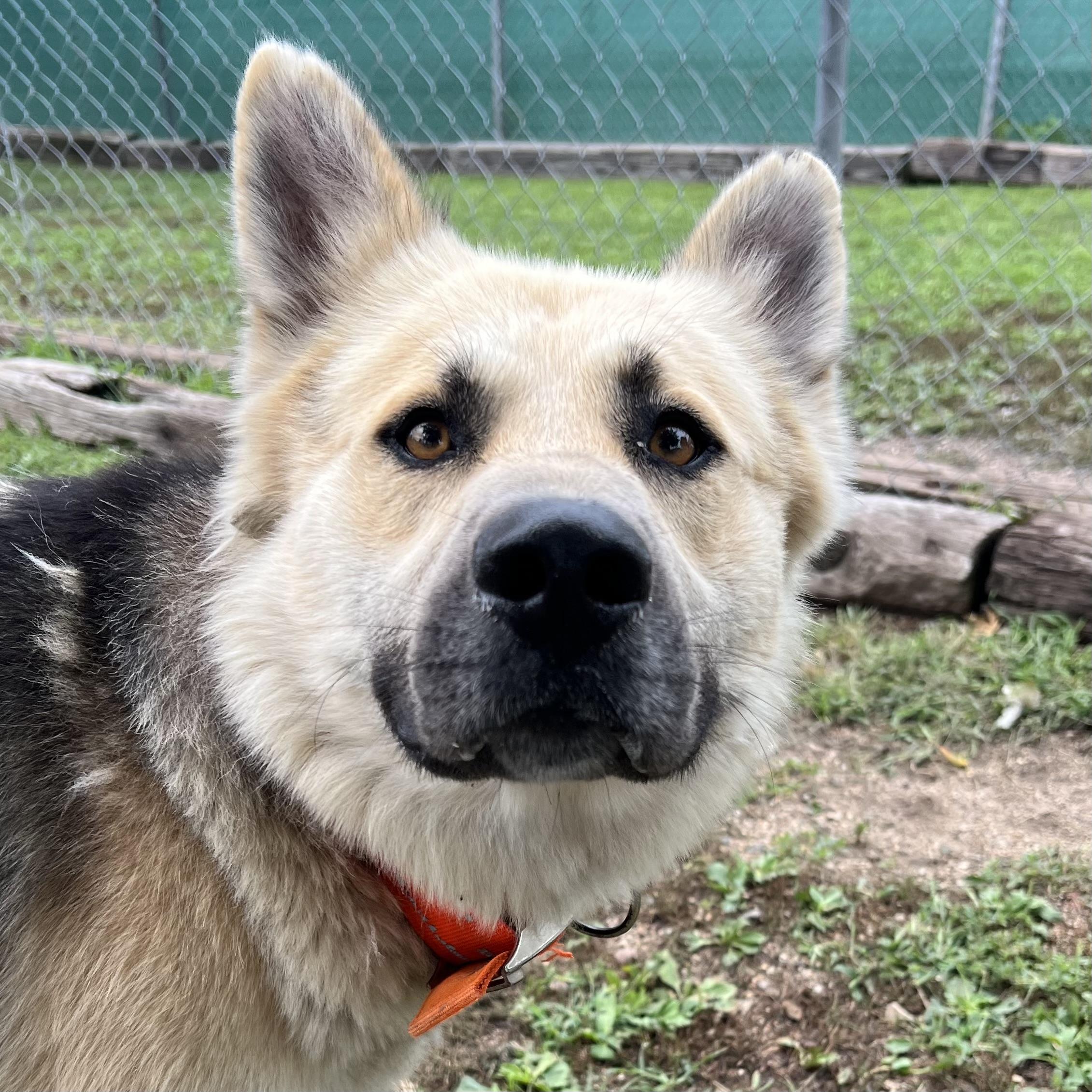 Chase - NO FEE (Sponsored by a citizen), a ADOPTABLE German Shepherd Dog in Fairmont, MN image 3/6