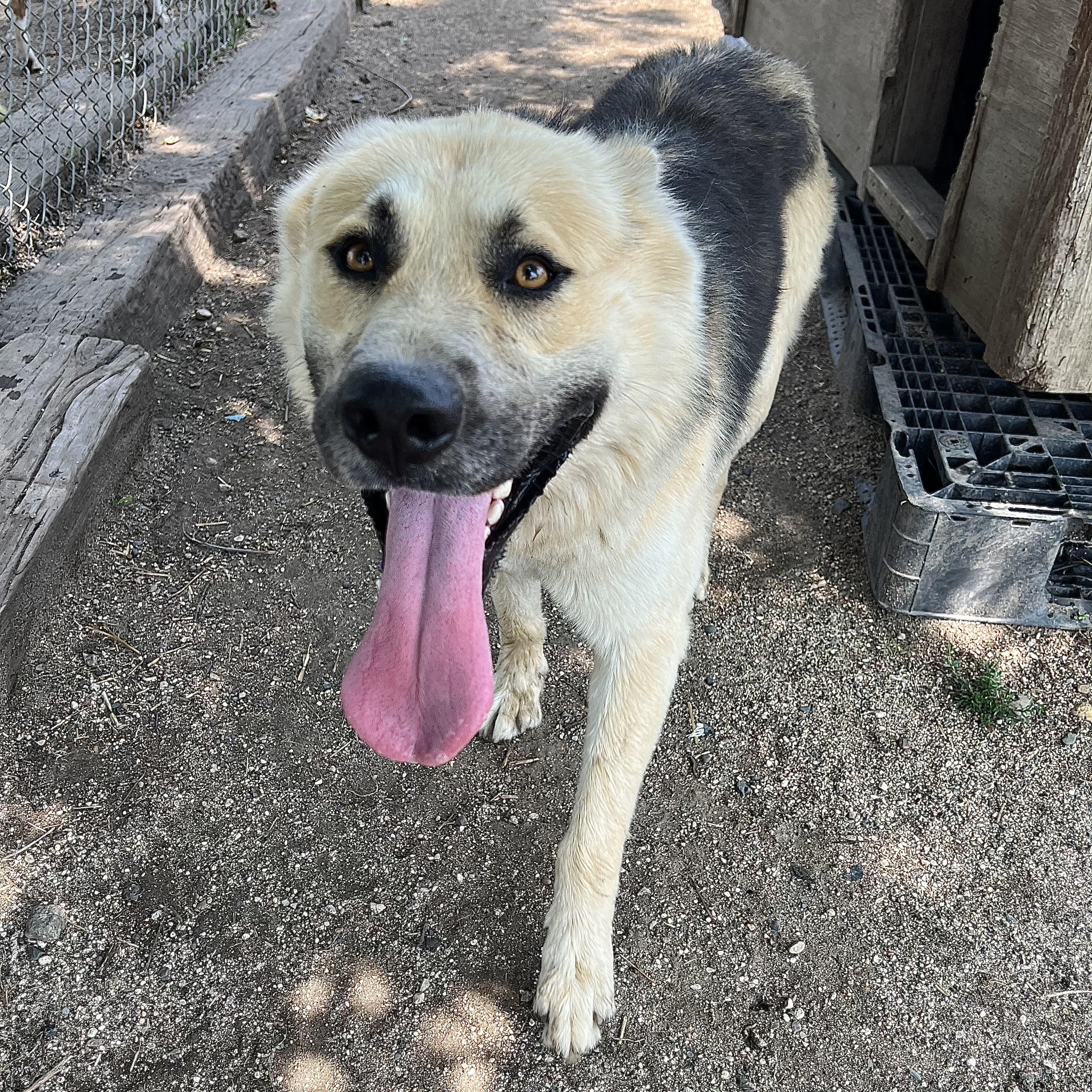 Chase - NO FEE (Sponsored by a citizen), a ADOPTABLE German Shepherd Dog in Fairmont, MN image 1/6