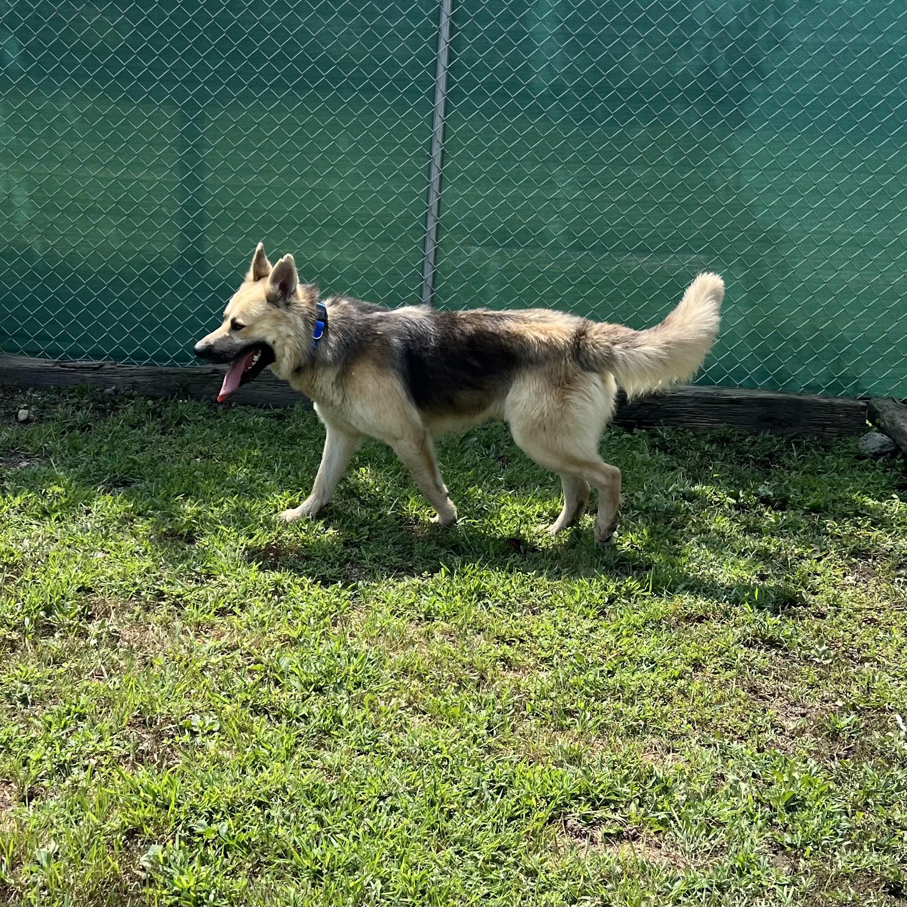 Chase - NO FEE (Sponsored by a citizen), a ADOPTABLE German Shepherd Dog in Fairmont, MN image 6/6