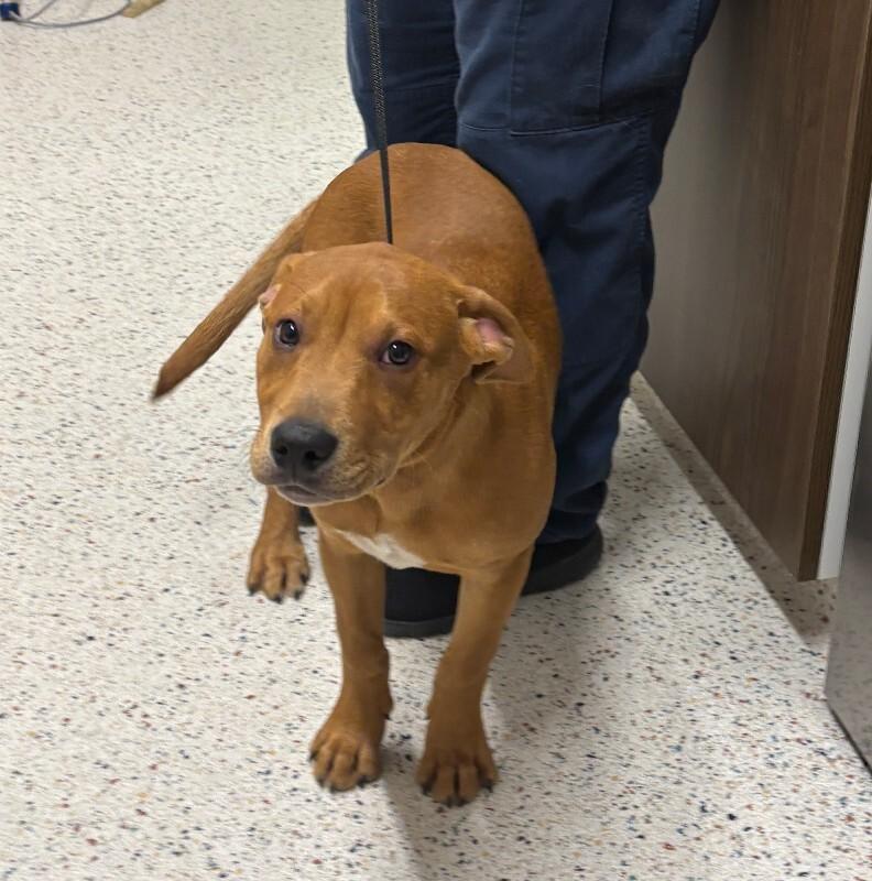 Flanagan, Adoptable, Adult Male Labrador Retriever & Mixed Breed.