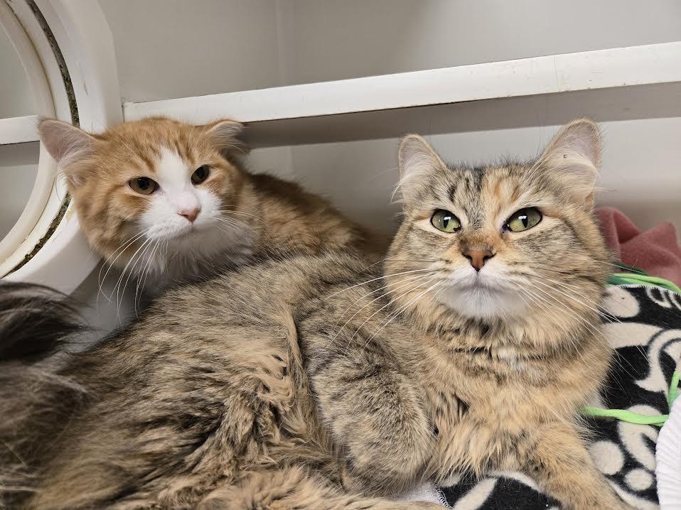 Enlarge Cara and Jamie, an adopted mixed breed in Bellingham, WA image 1/3