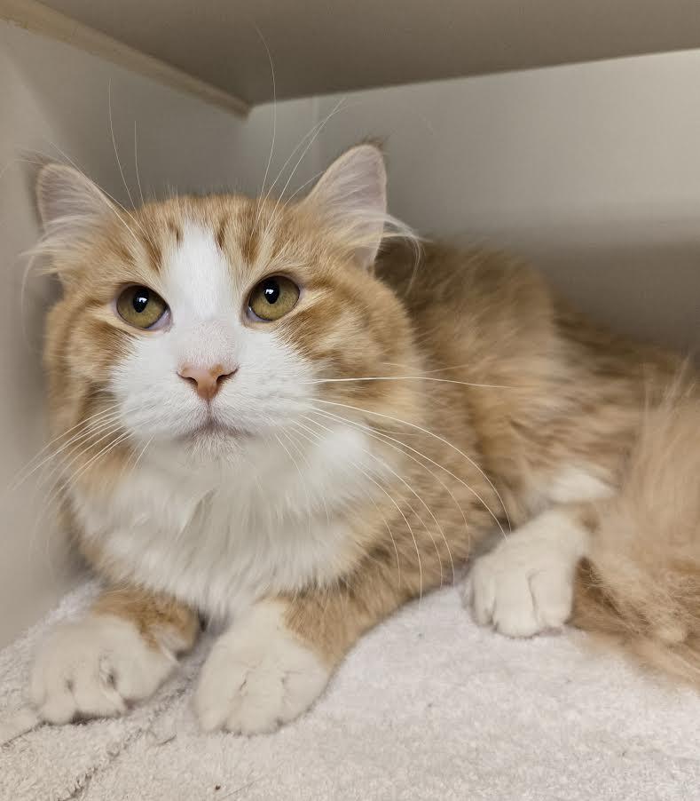 Enlarge Cara and Jamie, an adopted mixed breed in Bellingham, WA image 3/3