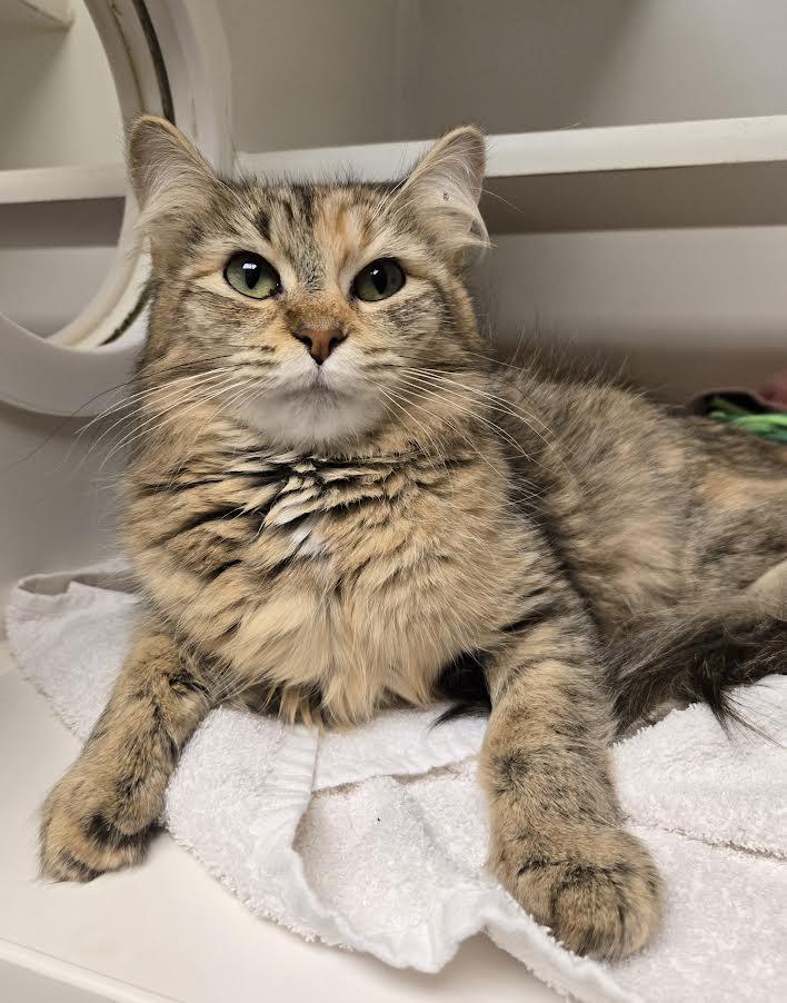 Enlarge Cara and Jamie, an adopted mixed breed in Bellingham, WA image 2/3