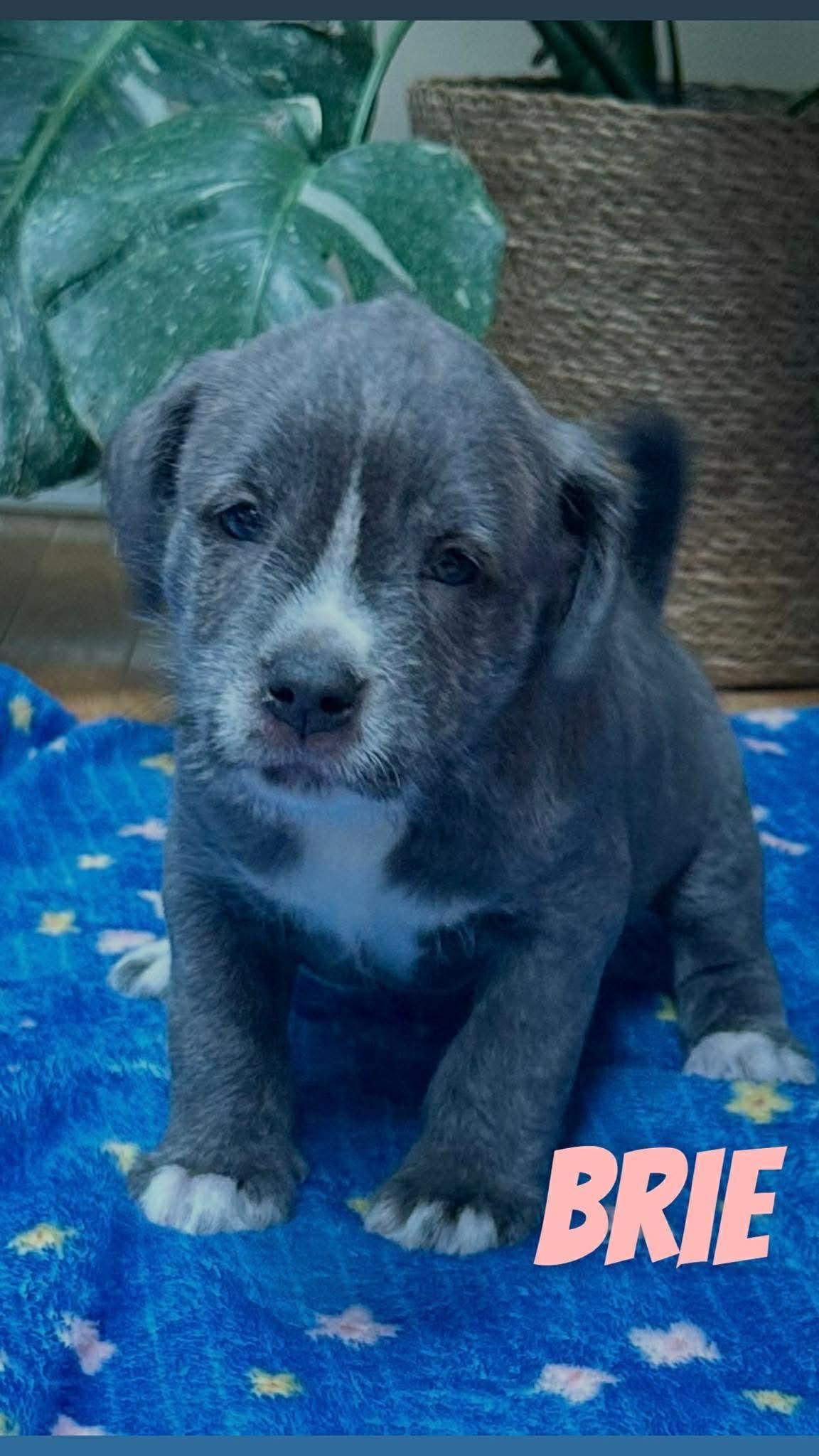 Brie, a ADOPTABLE mixed breed in Clay, NY image 2/5
