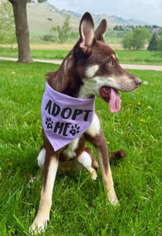 Very Peri, Adoptable, Puppy Female Husky & Shepherd.