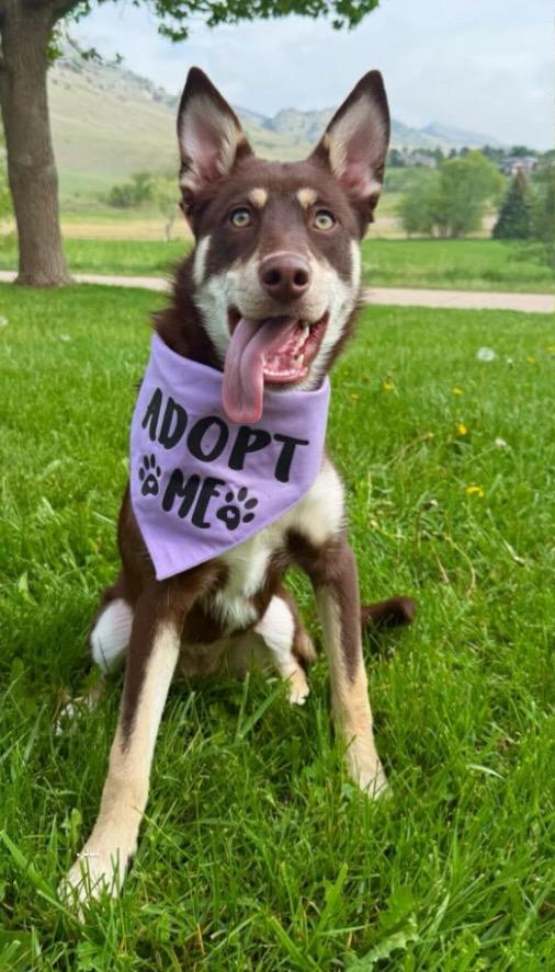 Very Peri, a Adoptable mixed breed in Fort Lupton, CO image 2/4