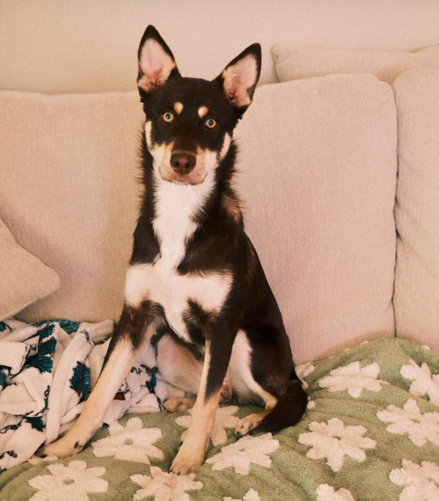 Very Peri, a Adoptable mixed breed in Fort Lupton, CO image 3/4
