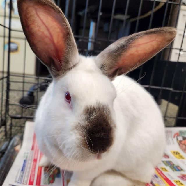 EMMITT, Adoptable, Young Male Californian.